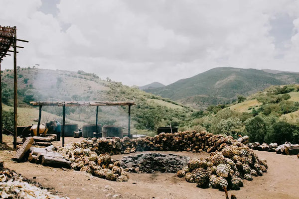 Erdofen in Oaxaca mit vielen Agavenherzen