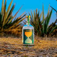 LÆPOCA Mezcal Espadín im Agavenfeld in Oaxaca